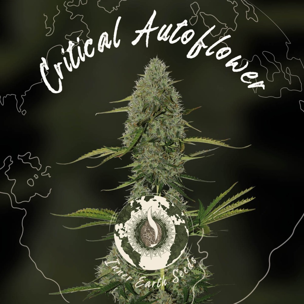 Critical Autoflower Feminized