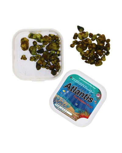 Atlantis • 10 gram