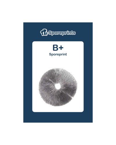 B+ • Sporeprint