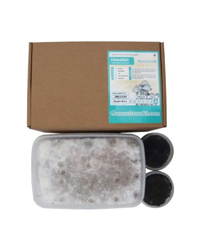 Hawaiian Growkit • 1200 cc • Psilocybe Copelandia