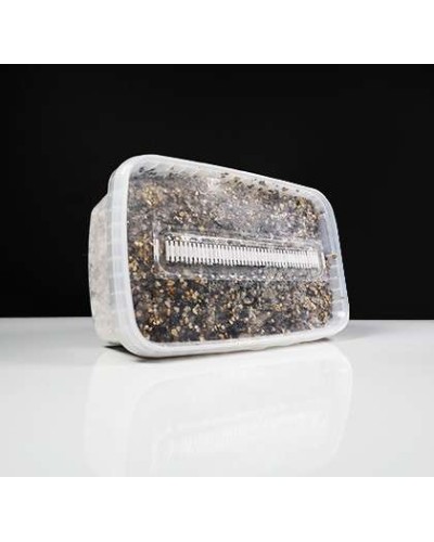 McKennaii Growkit • 2100 cc