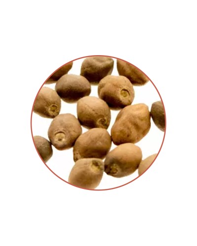 Ololiuqui • 40 zaden