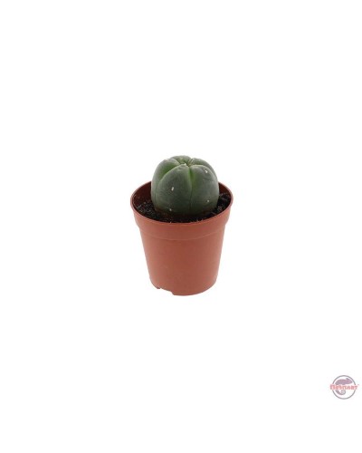 Peyote • 4 • 5 cm