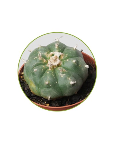 Peyote L Williamsii seeds • 10 stuks