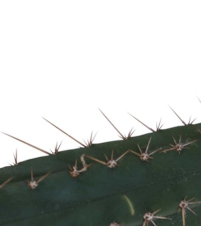 Cutting Macrogona • 25 - 29 cm