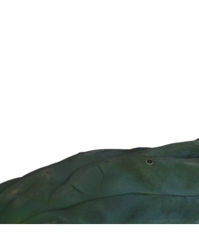 Cutting Monstrosus 25 • 29 cm