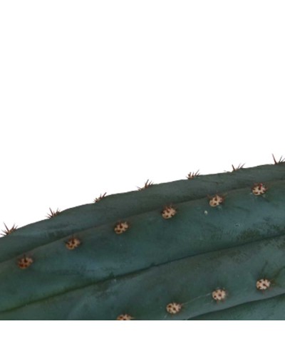 San Pedro cutting Pachanoi • 25 - 29 cm