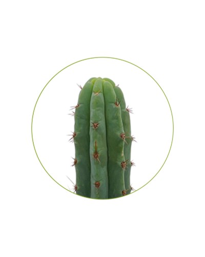 San Pedro T bridgesii zaden • 100 stuks