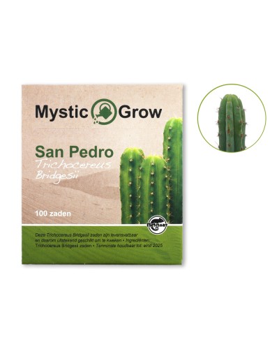 San Pedro T bridgesii zaden • 100 stuks