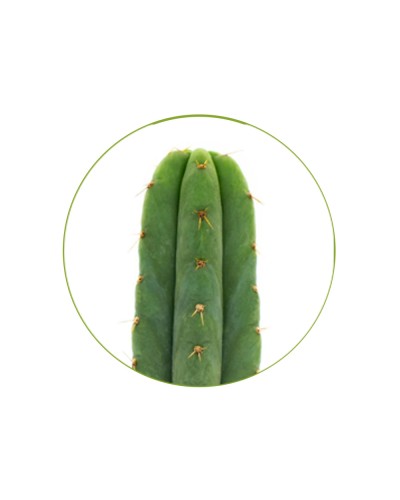 San Pedro T Pachanoi zaden • 100 stuks