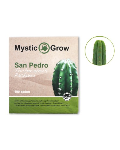 San Pedro T Pachanoi zaden • 100 stuks