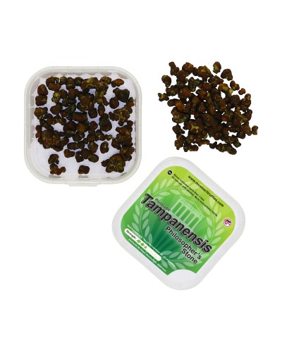 Tampanensis • 15 gram