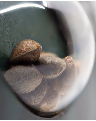 Hindu Kush • Standaard