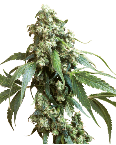 Jack Flash • Standaard