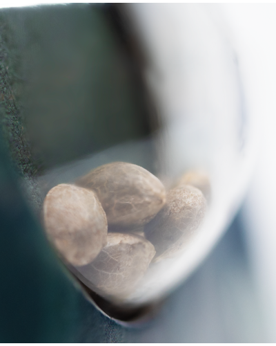 Jack Flash • Standaard