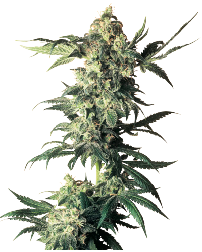 Northern Lights • Standaard