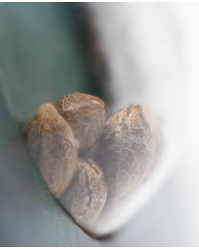 Northern Lights • Standaard