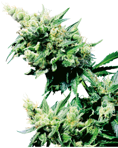 Hash Plant • Standaard