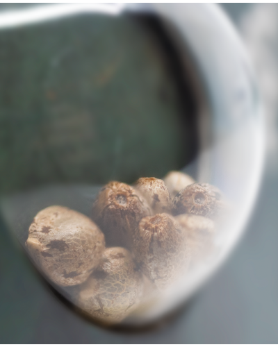 Black Domina • Standaard