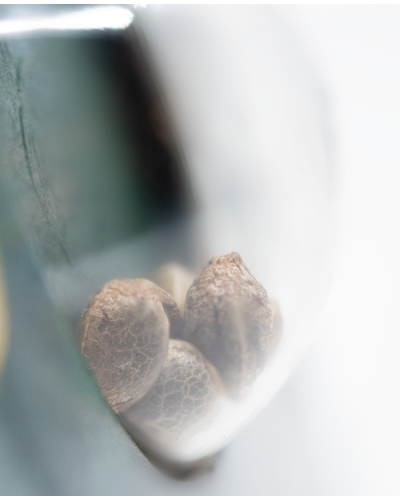 Jack Herer • Standaard