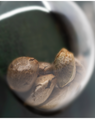 Big Bud • Standaard