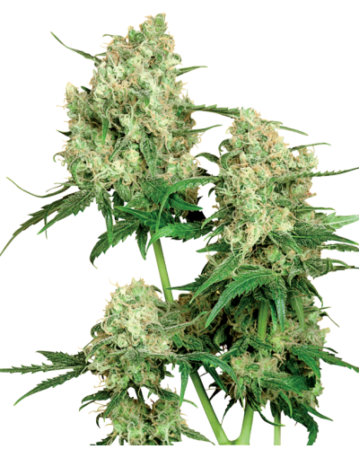 Maple Leaf Indica • Standaard