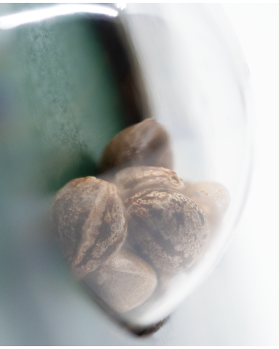 Maple Leaf Indica • Standaard