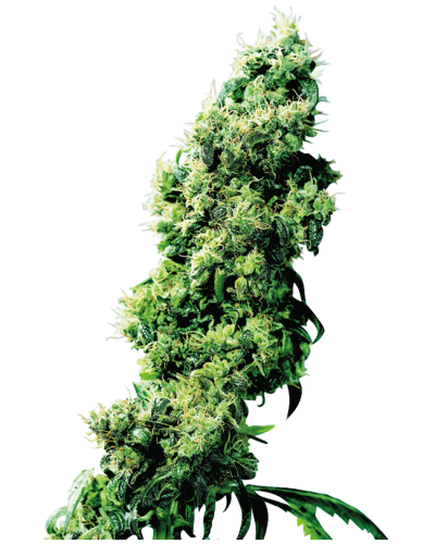 Four Way • Standaard