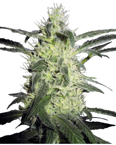 Silver Haze • Standaard