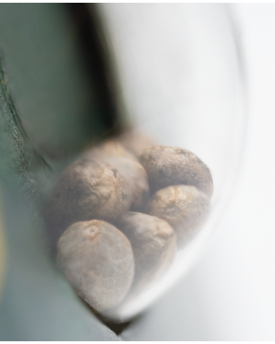 Silver Haze • Standaard