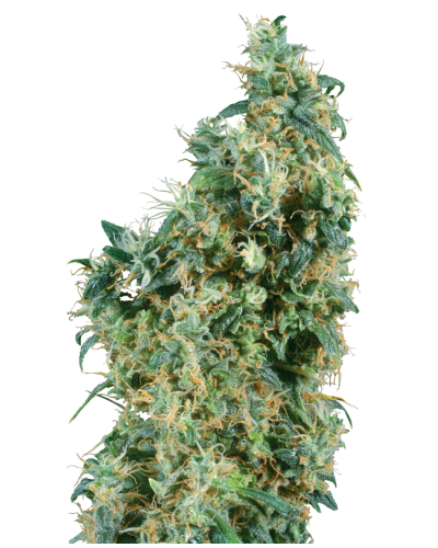 First Lady • Standaard