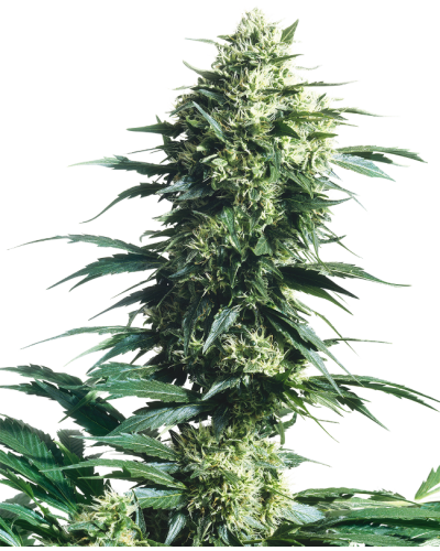 Mothers Finest • Standaard