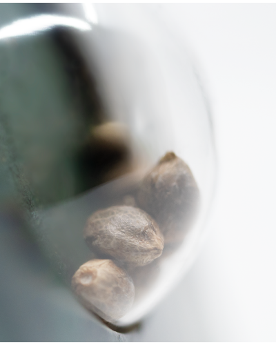 First Lady • Standaard