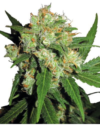 Sensi Skunk • Standaard