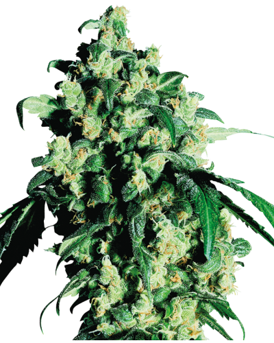 Super Skunk • Standaard