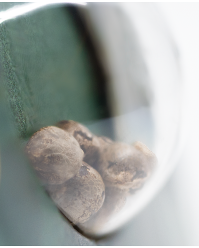 Sensi Skunk • Standaard