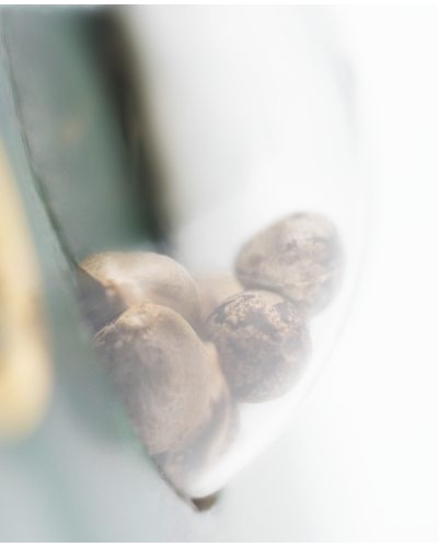 Super Skunk • Standaard