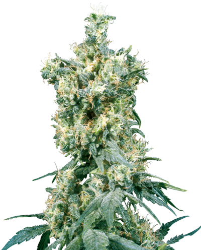 American Dream • Standaard