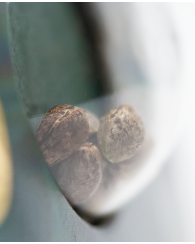 Shiva Skunk • Standaard