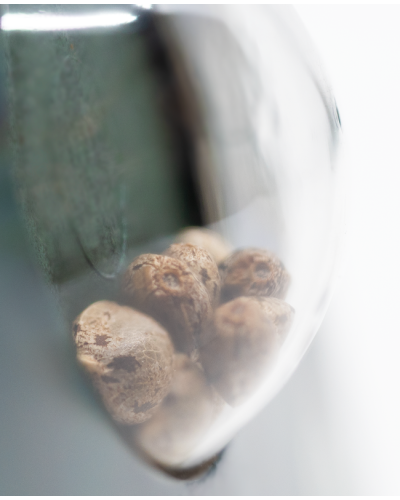 American Dream • Standaard