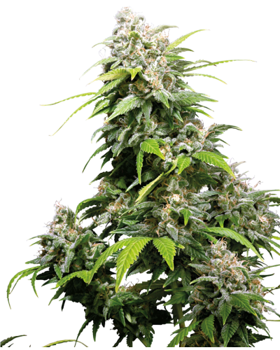 California Indica • Standaard