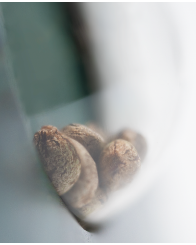 Skunk Kush • Standaard