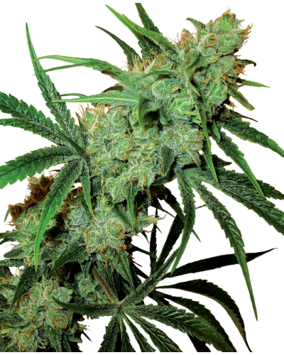 Fruity Juice • Standaard