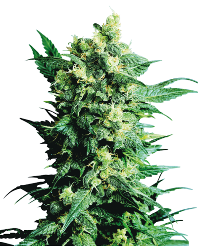 Shiva Shanti II • Standaard