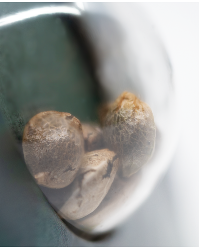 Fruity Juice • Standaard