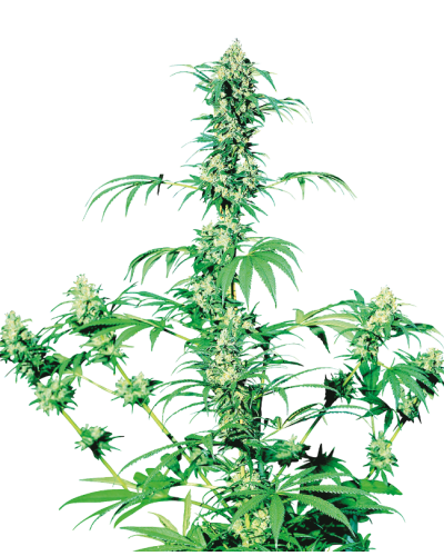 Early Girl • Standaard