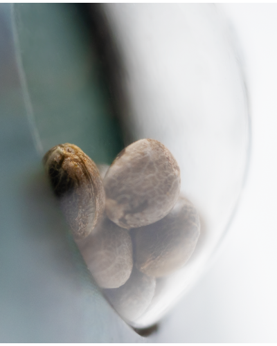 Guerrilla's Gusto • Standaard