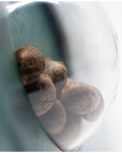 Early Girl • Standaard