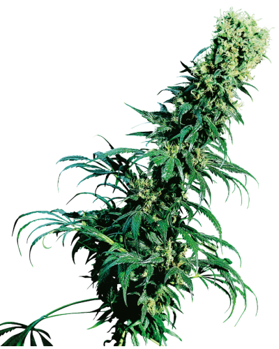 Early Pearl • Standaard