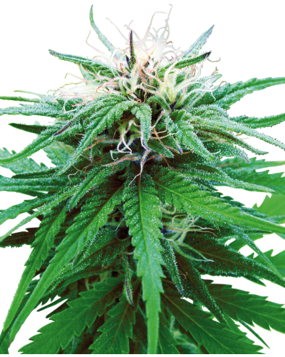 Ruderalis Indica • Standaard